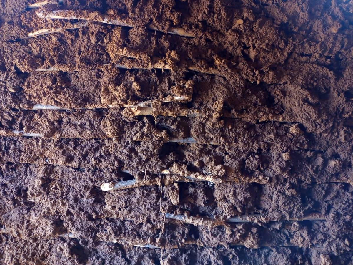 O barro molhado taipando os galhos